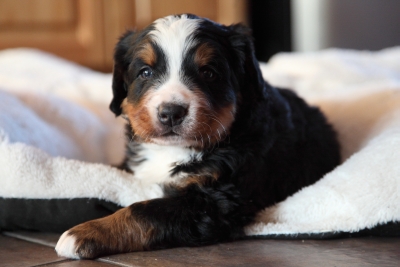 2 male puppies