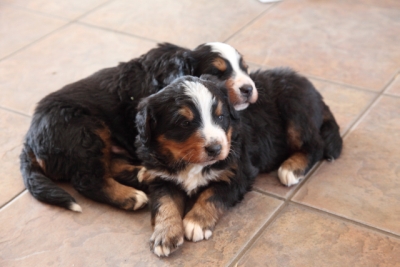 Bernese Mountain Dogs