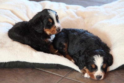Berners for sale