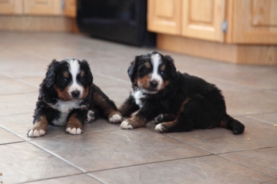 2 puppies