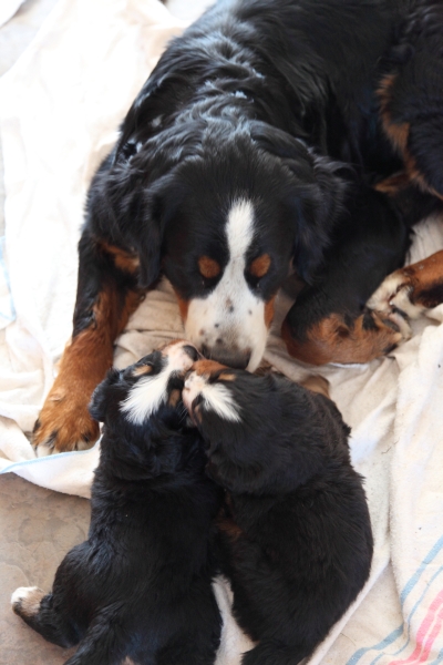 Bernese Moutain Dog